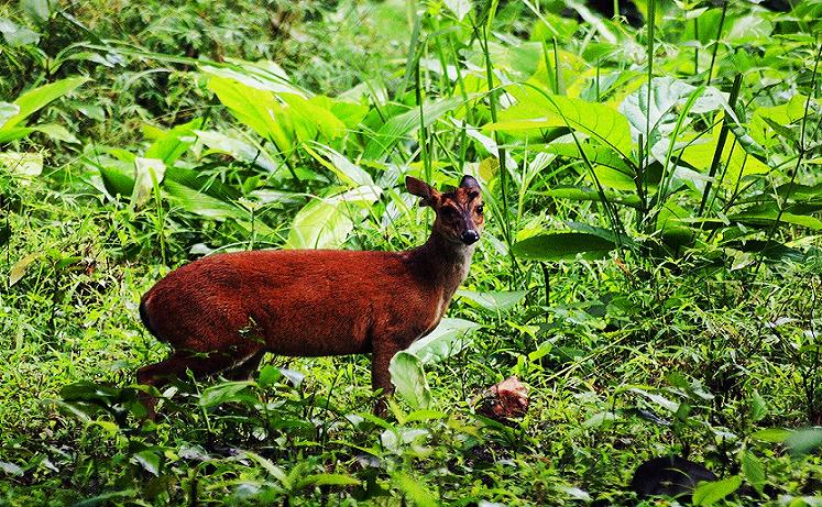 Bhadra Wildlife Sanctuary